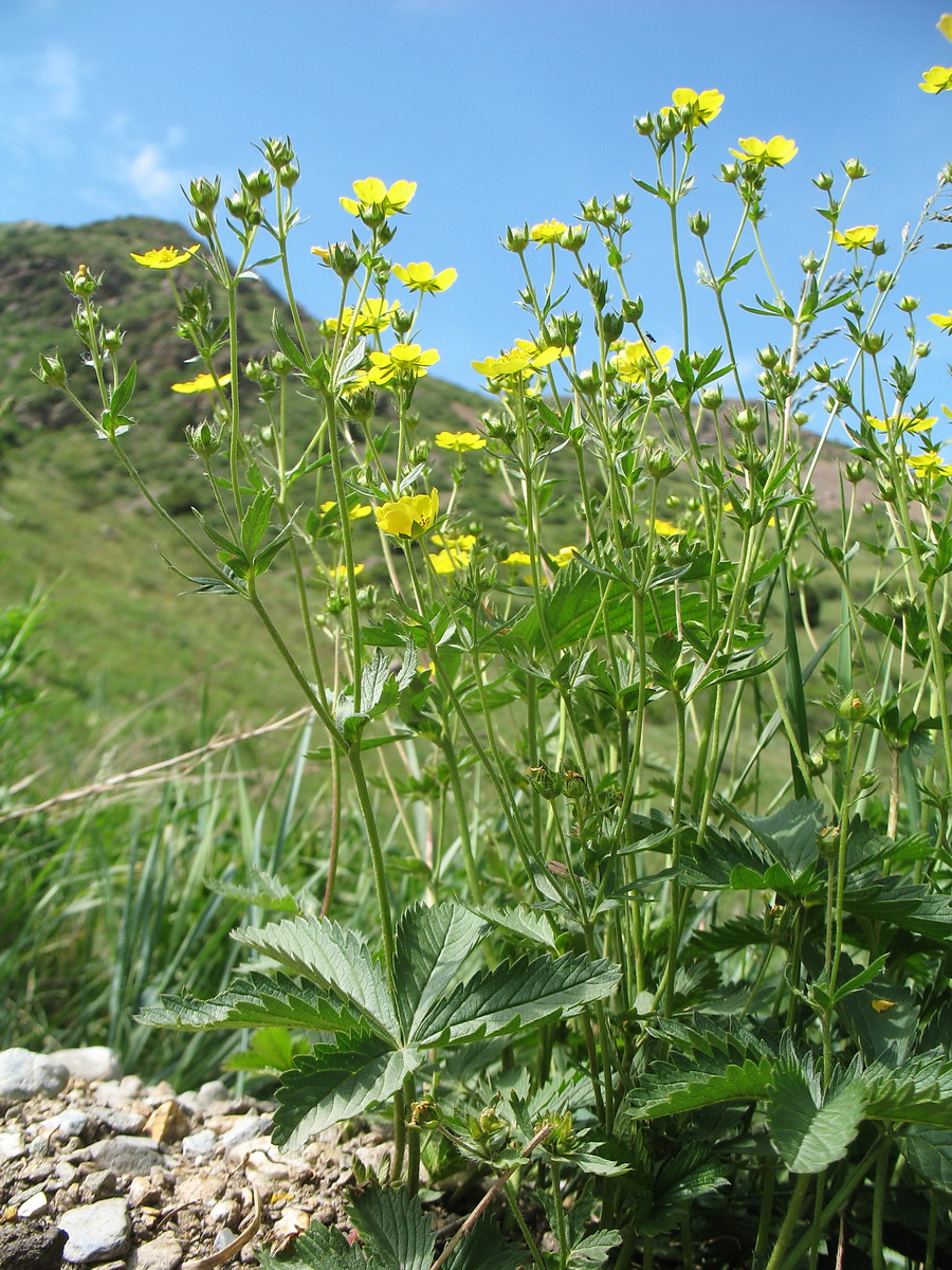 Image of genus Potentilla specimen.