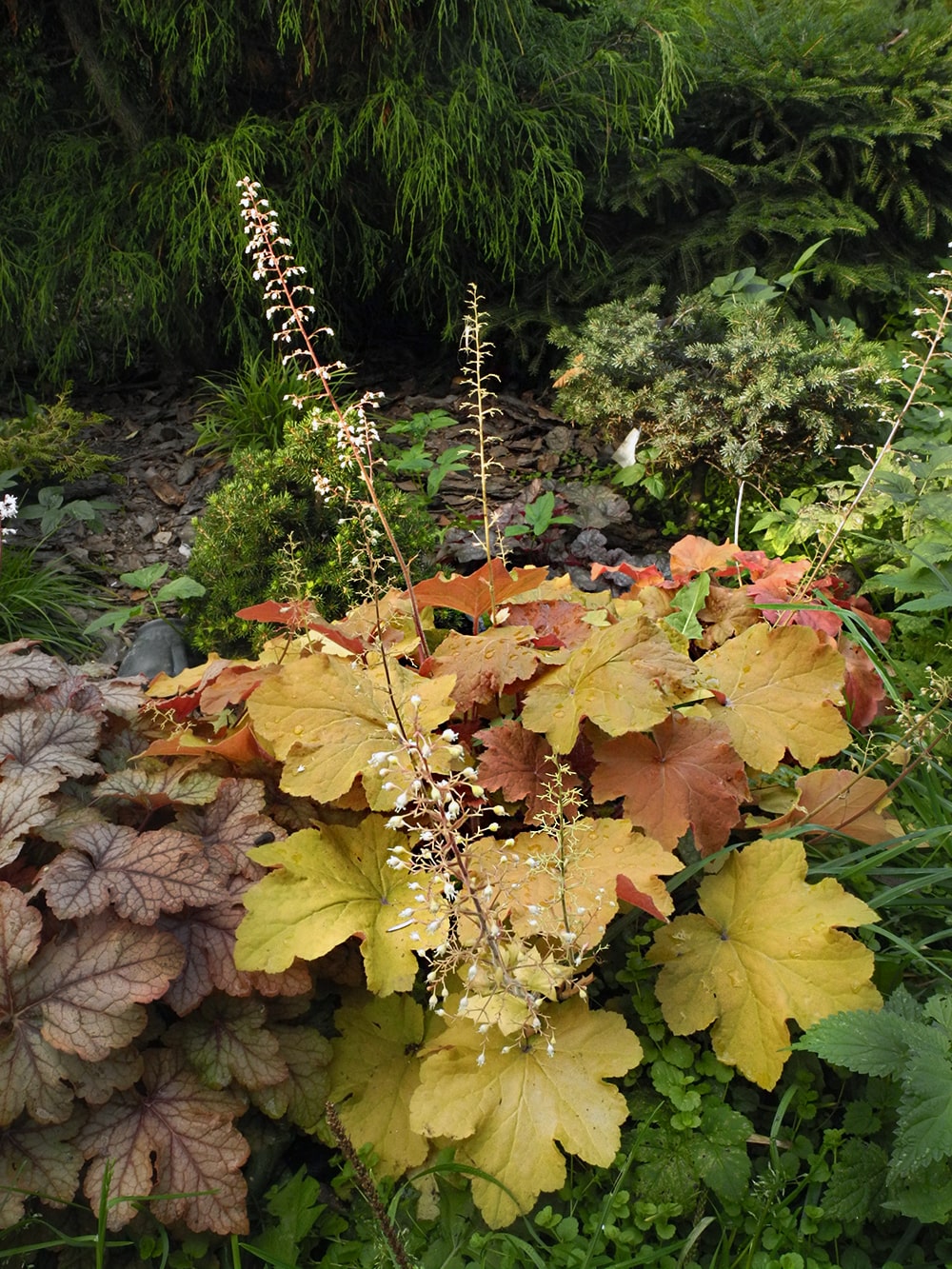 Image of Heuchera &times; hybrida specimen.