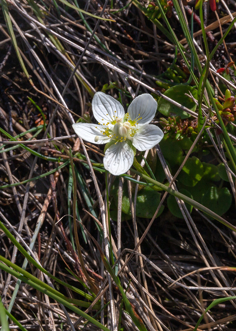 Image of Parnassia palustris specimen.