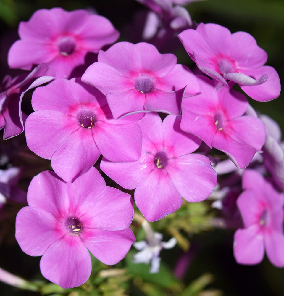 Изображение особи Phlox paniculata.