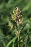 Dactylis glomerata. Верхушка короткого побега с поражённым фитоплазмой(?) запоздало развившимся соцветием. Беларусь, Витебская обл., окр. пос. Езерище, граница суходольного луга и ивняка на опушке черноольшаника. 14.09.2025.