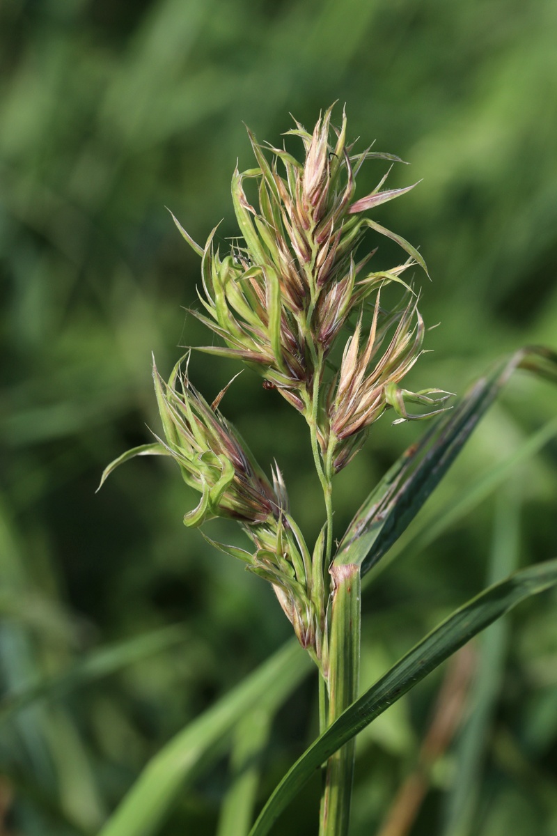 Изображение особи Dactylis glomerata.
