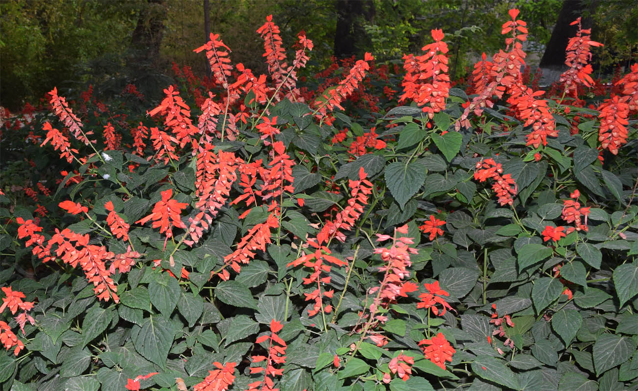 Image of Salvia splendens specimen.