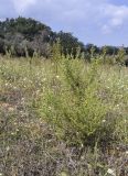 Dittrichia graveolens. Цветущее растение. Испания, Каталония, пров. Жирона, комарка Баш Эмпорда, муниципалитет Калонже, залежь между дубово-сосновым лесом и оливковыми плантациями. 04.10.2025.