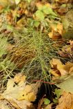 Equisetum pratense. Растение с побегами, принимающими осеннюю окраску. Санкт-Петербург, Дудергофские высоты, склон южн. экспозиции, широколиственный лес. 18.10.2025.