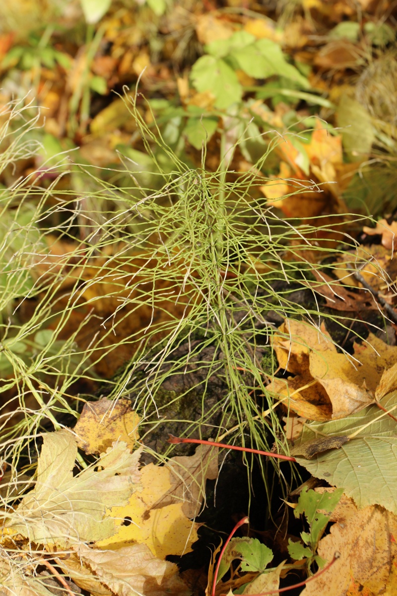 Image of Equisetum pratense specimen.