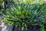 семейство Polypodiaceae. Спороносящее растение. Португалия, о-в Мадейра, г. Фуншал, в культуре. 18.08.2025.