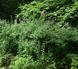 род Spiraea. Цветущие растения. Калининградская обл., Зеленоградский м. о., Куршская коса, Нерейский лес, экотропа \"Королевский лес\". 24.07.2025.