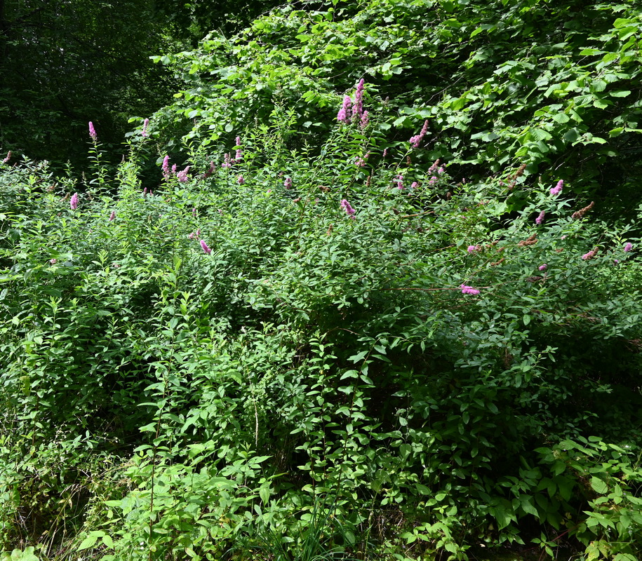 Изображение особи род Spiraea.