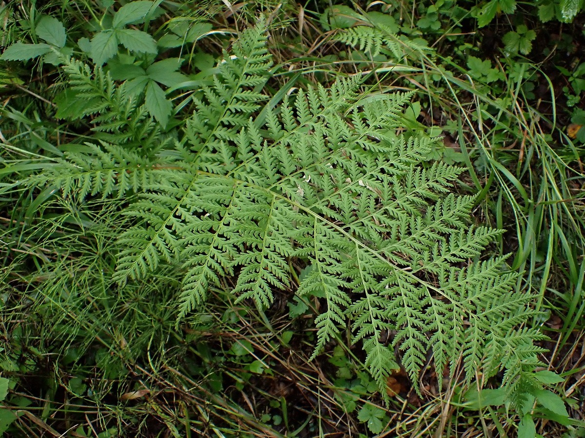 Image of Athyrium filix-femina specimen.
