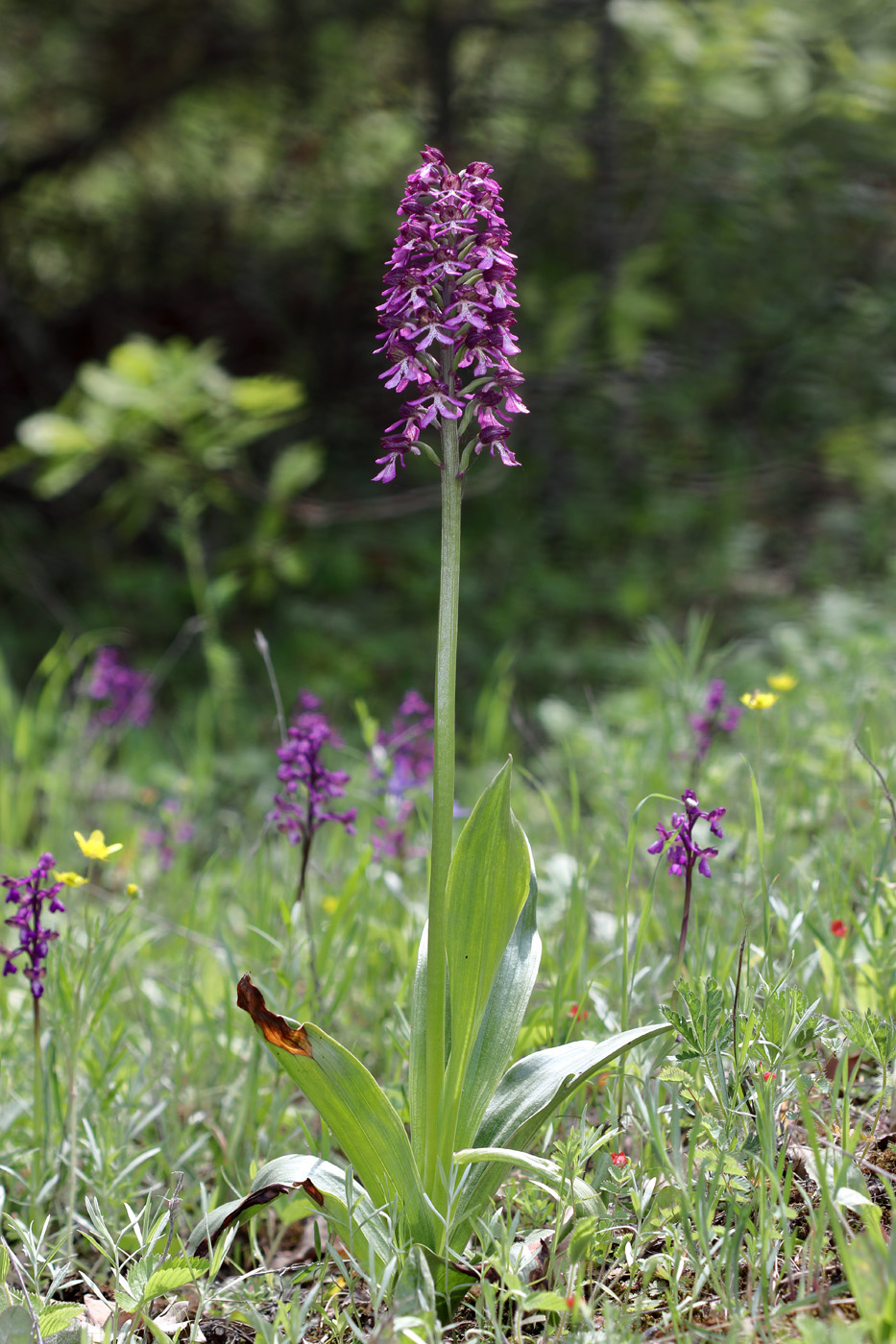 Изображение особи Orchis purpurea ssp. caucasica.