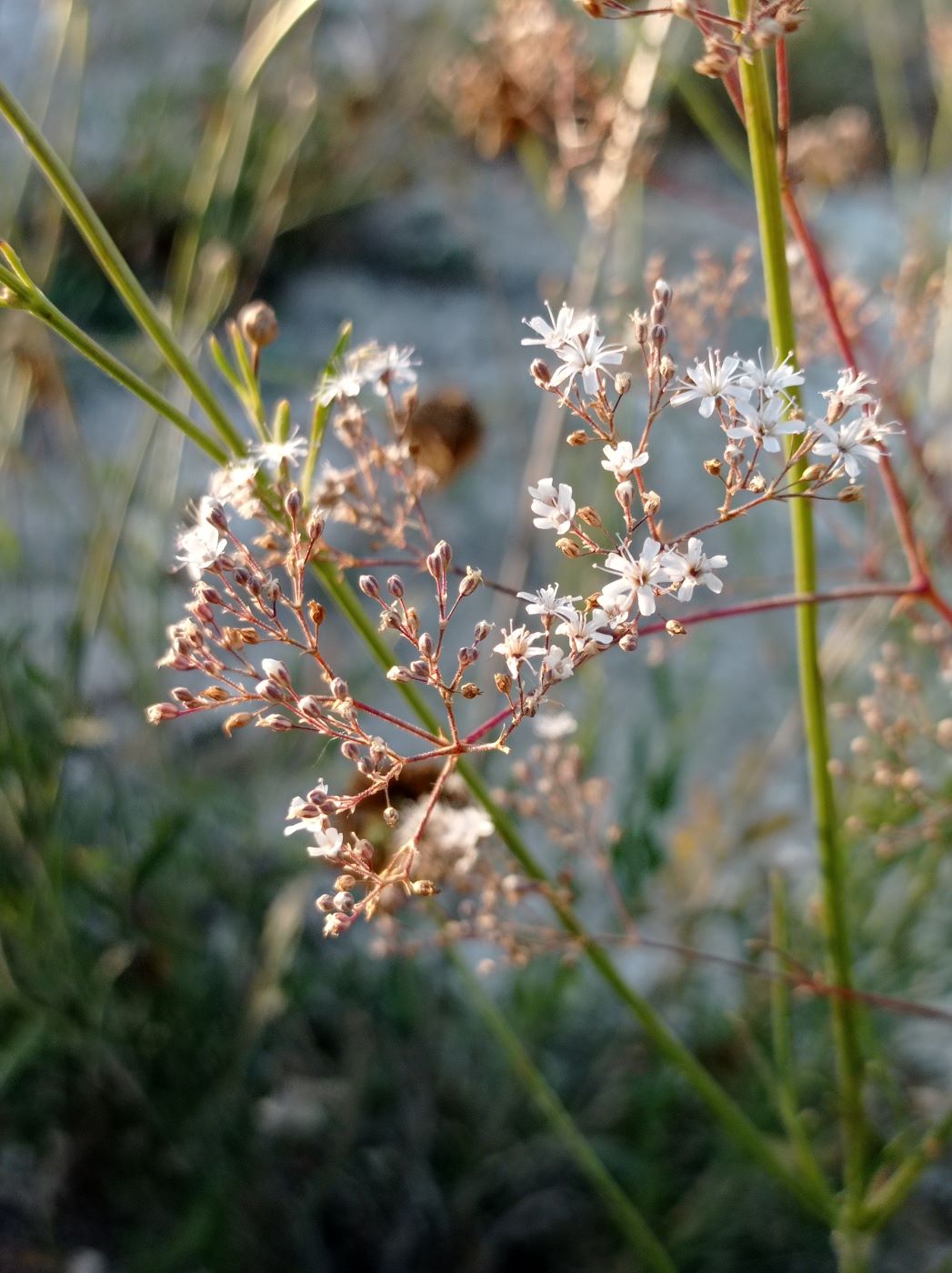 Изображение особи Gypsophila paniculata.