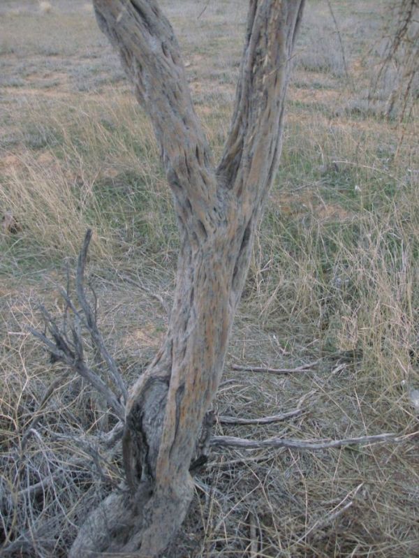Image of Haloxylon aphyllum specimen.