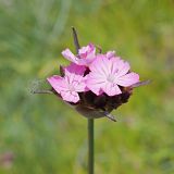 Dianthus andrzejowskianus. Соцветие (вид сверху). Ульяновская обл., Мелекесский р-н, дол. р. Бирля ниже пос. Уткин, ковыльно-разнотравная степь на склоне. 03.06.2024.