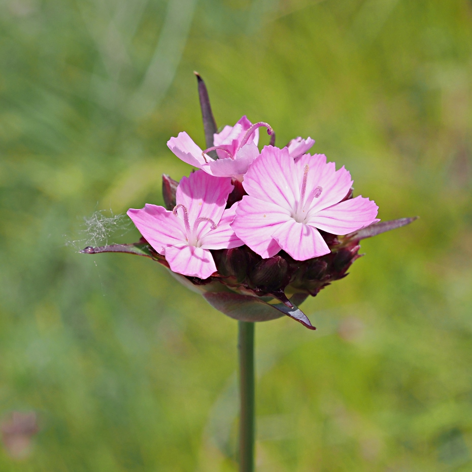 Image of Dianthus andrzejowskianus specimen.