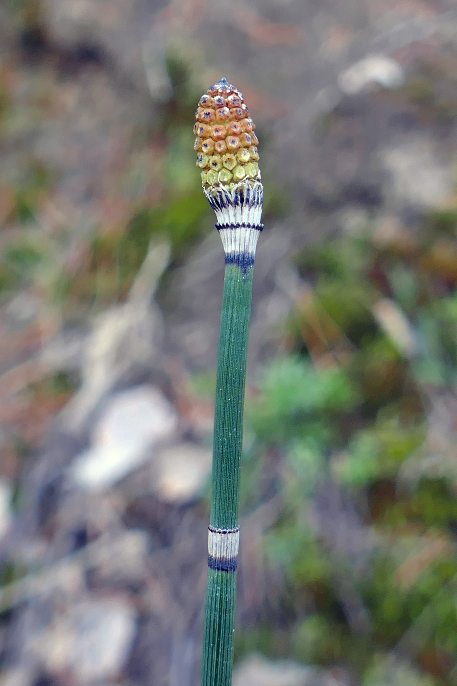 Изображение особи Equisetum hyemale.