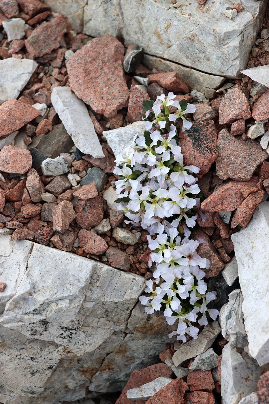 Image of Parrya maidantalica specimen.