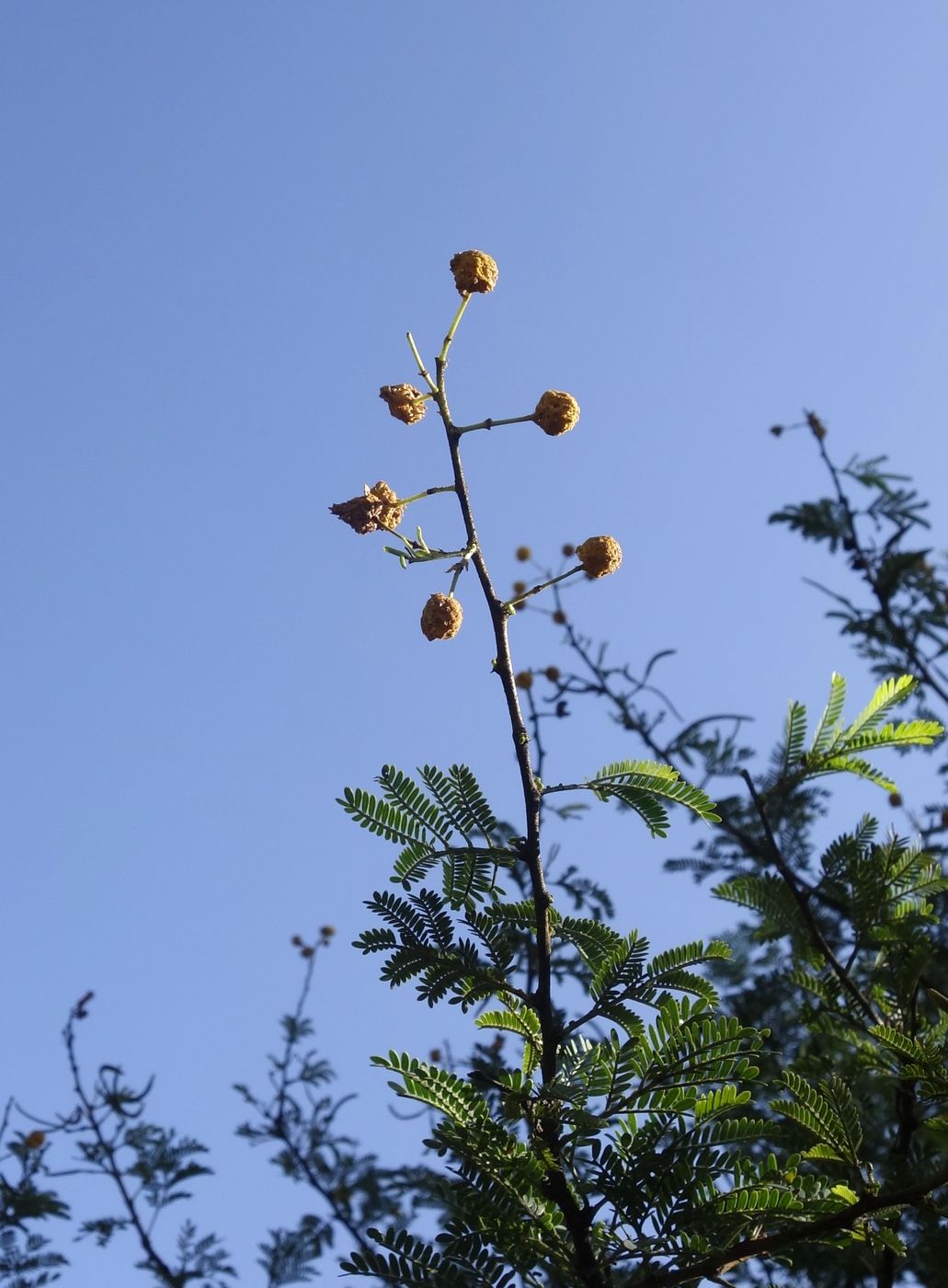 Image of Vachellia farnesiana specimen.