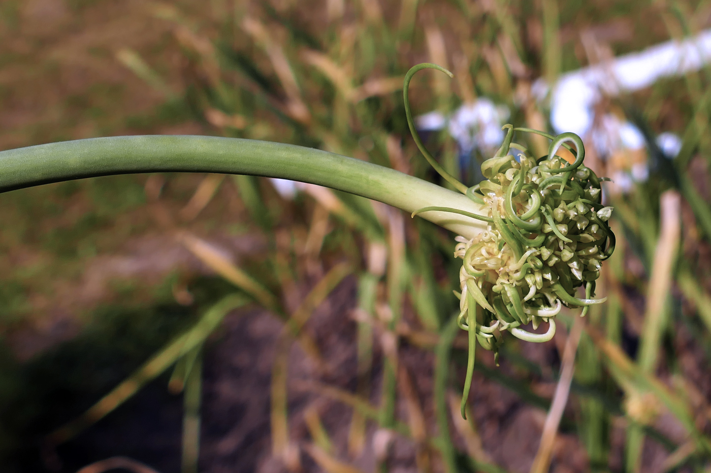Изображение особи Allium sativum.