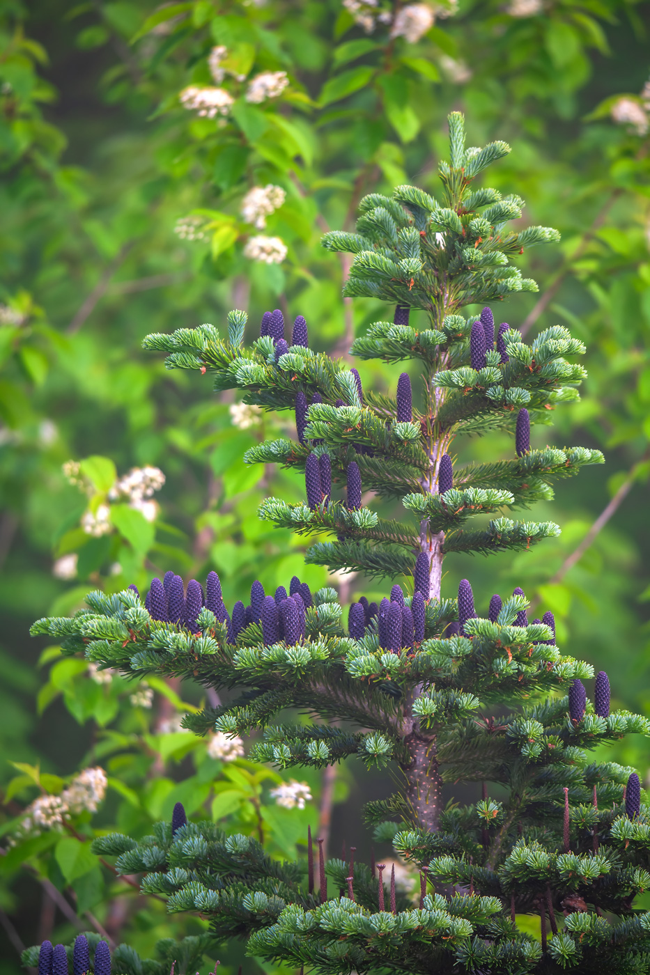Изображение особи Abies nephrolepis.
