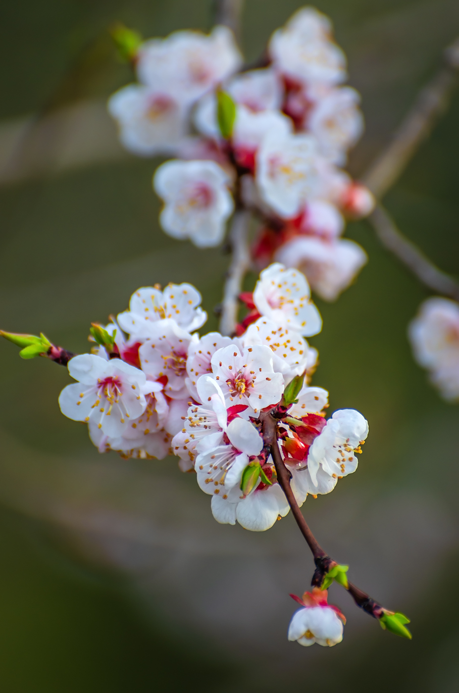 Изображение особи Armeniaca mandshurica.