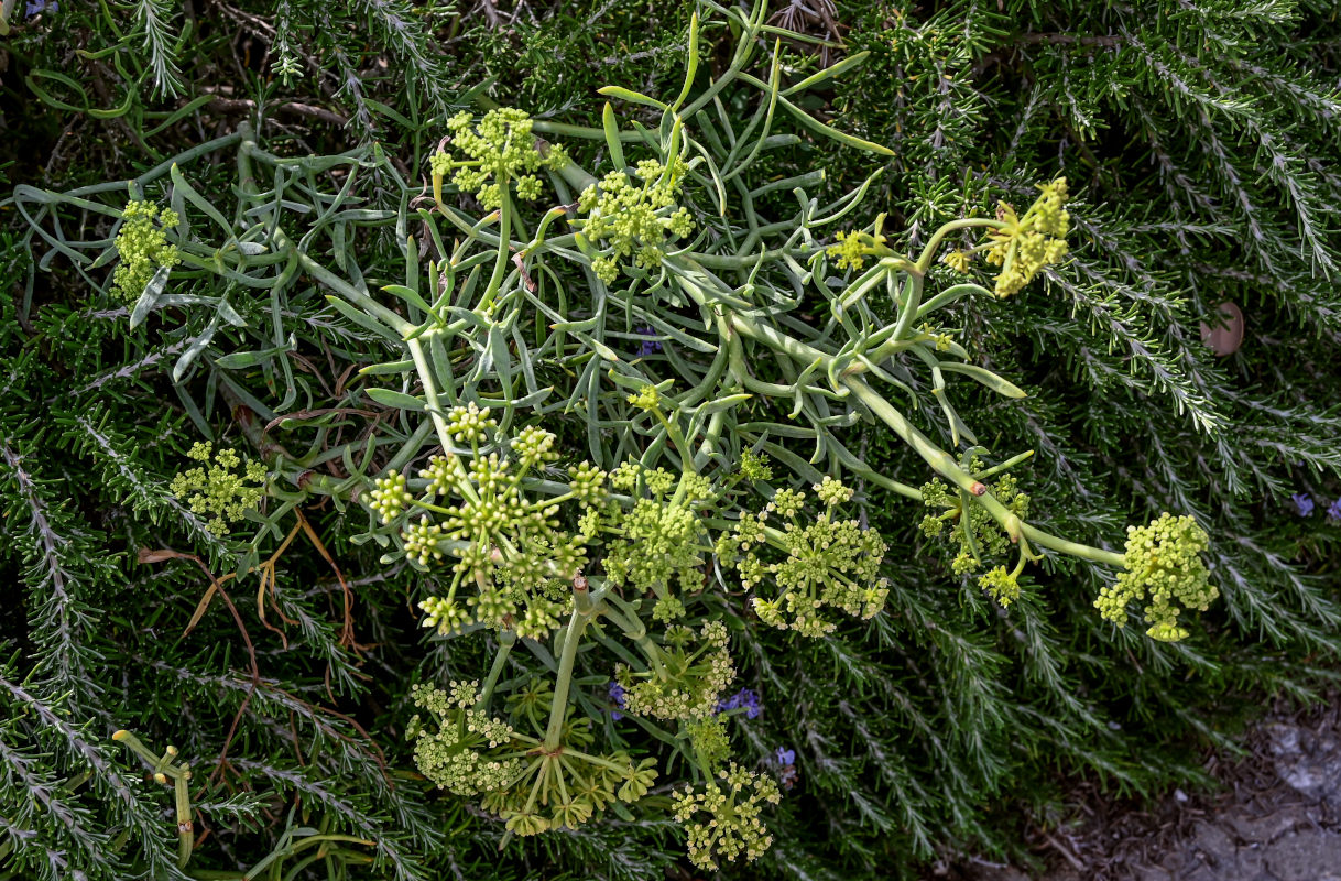 Изображение особи Crithmum maritimum.