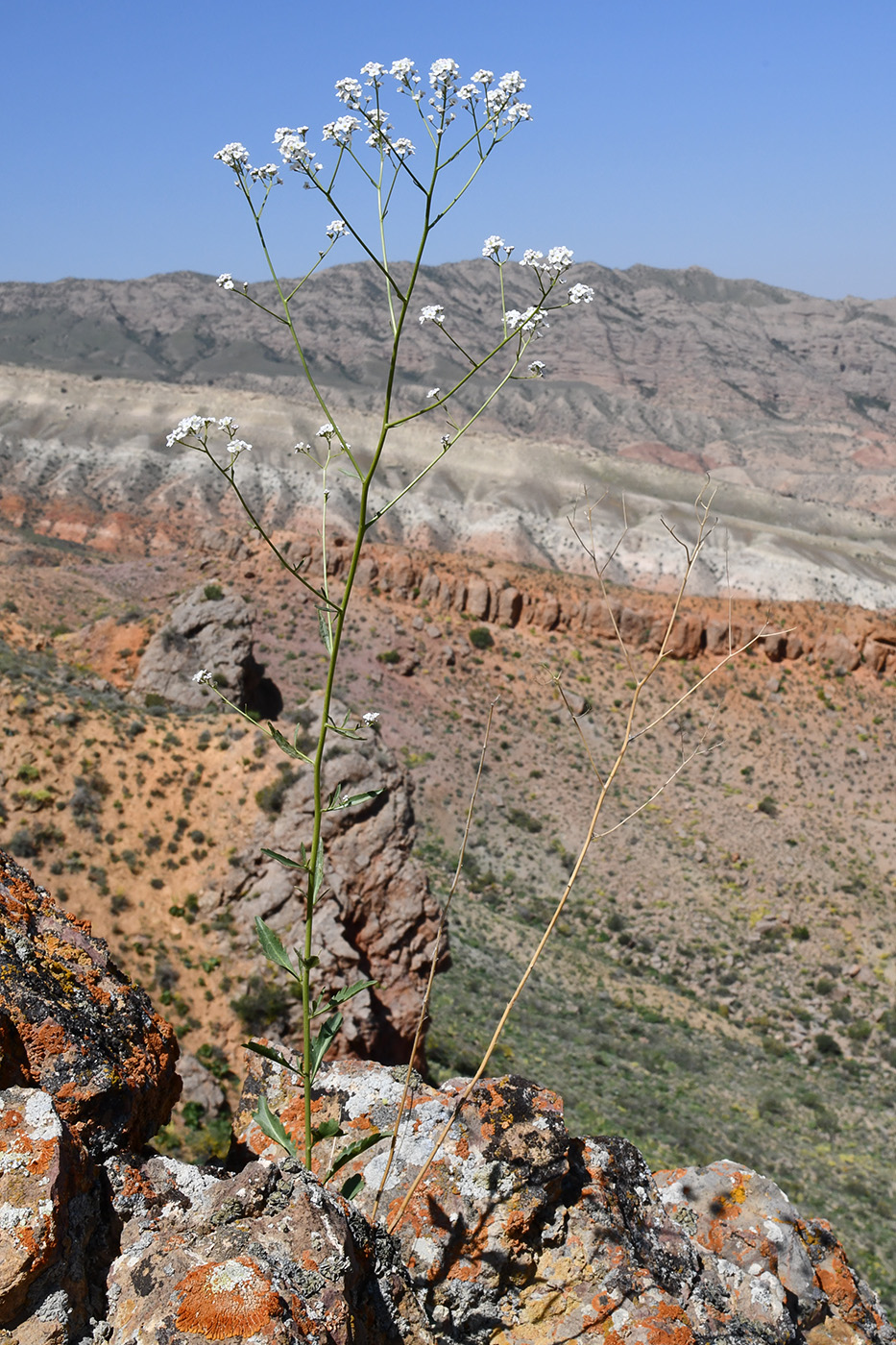 Image of Lepidium ferganense specimen.