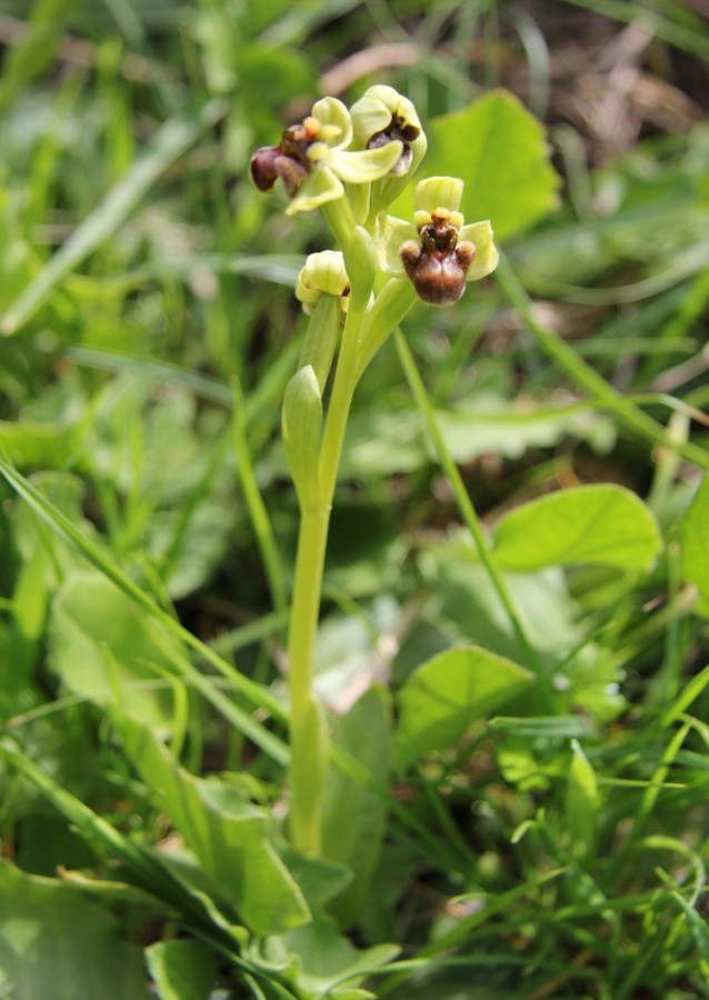 Изображение особи Ophrys bombyliflora.