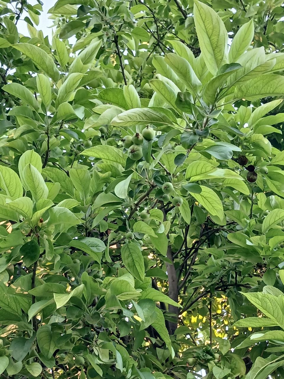 Image of Malus domestica specimen.