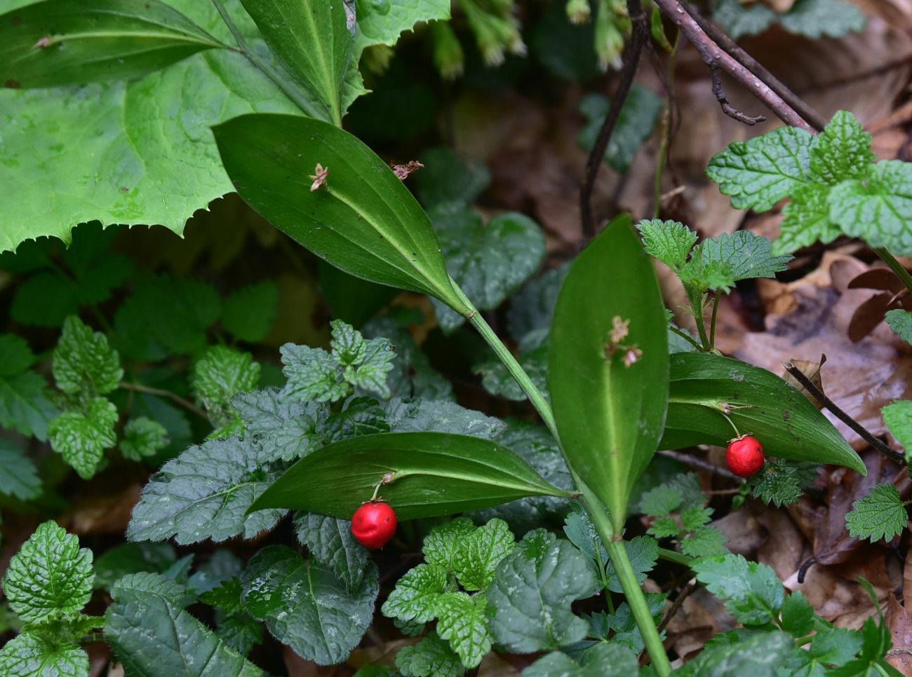 Image of Ruscus colchicus specimen.