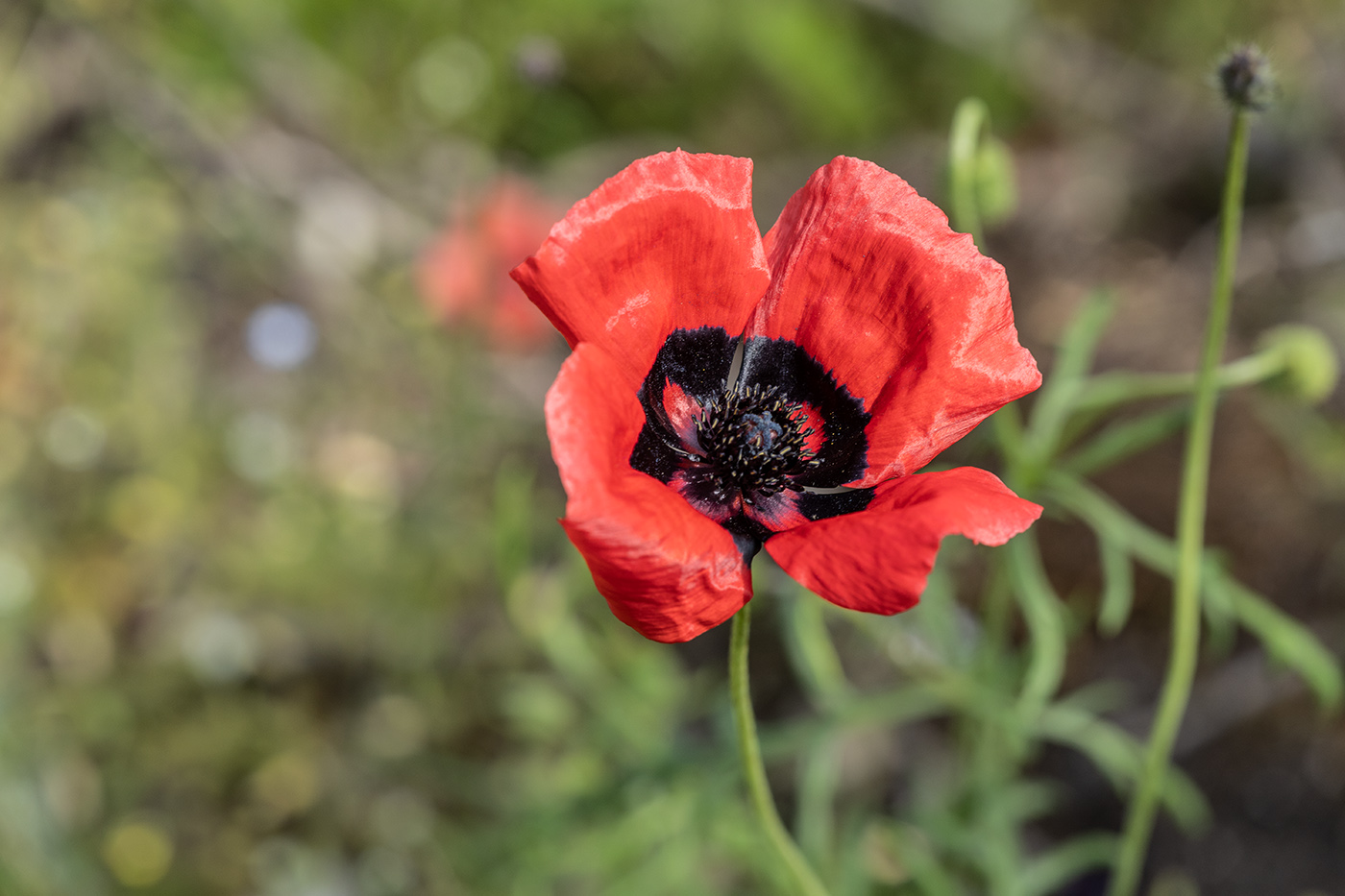 Image of genus Papaver specimen.