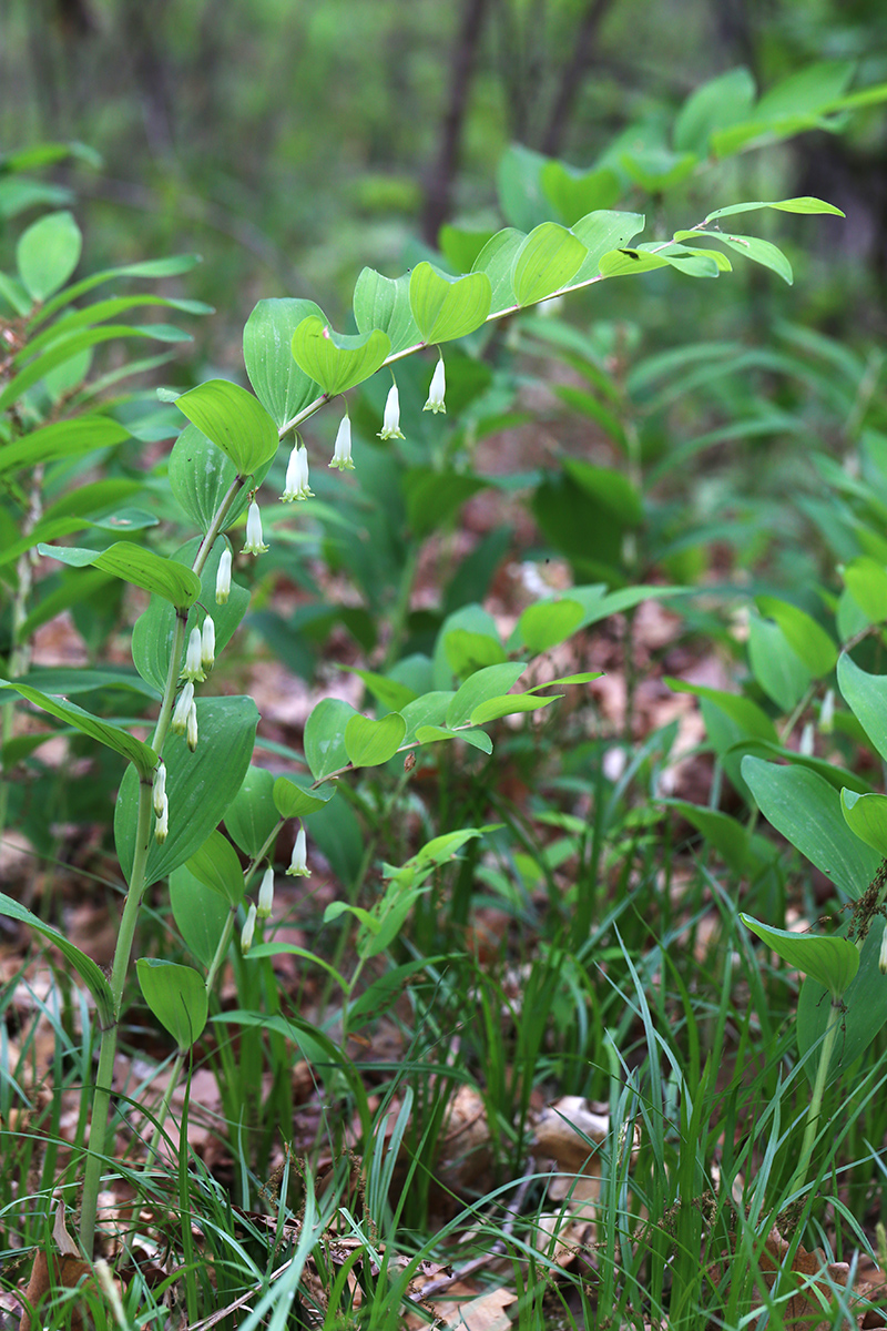 Image of Polygonatum odoratum specimen.