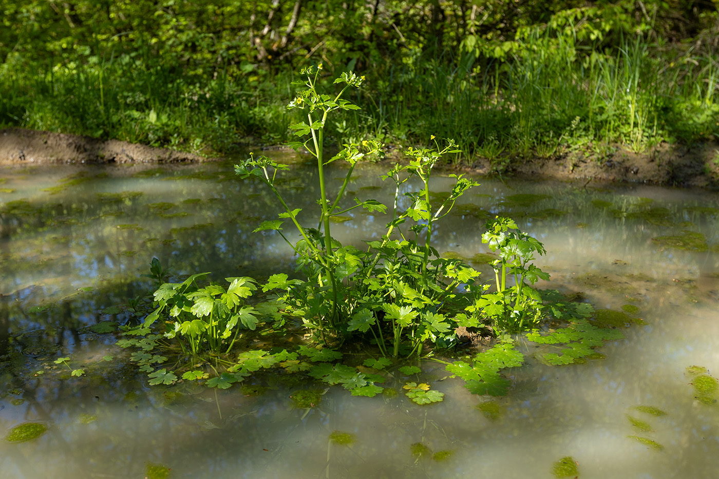 Image of Ranunculus sceleratus specimen.