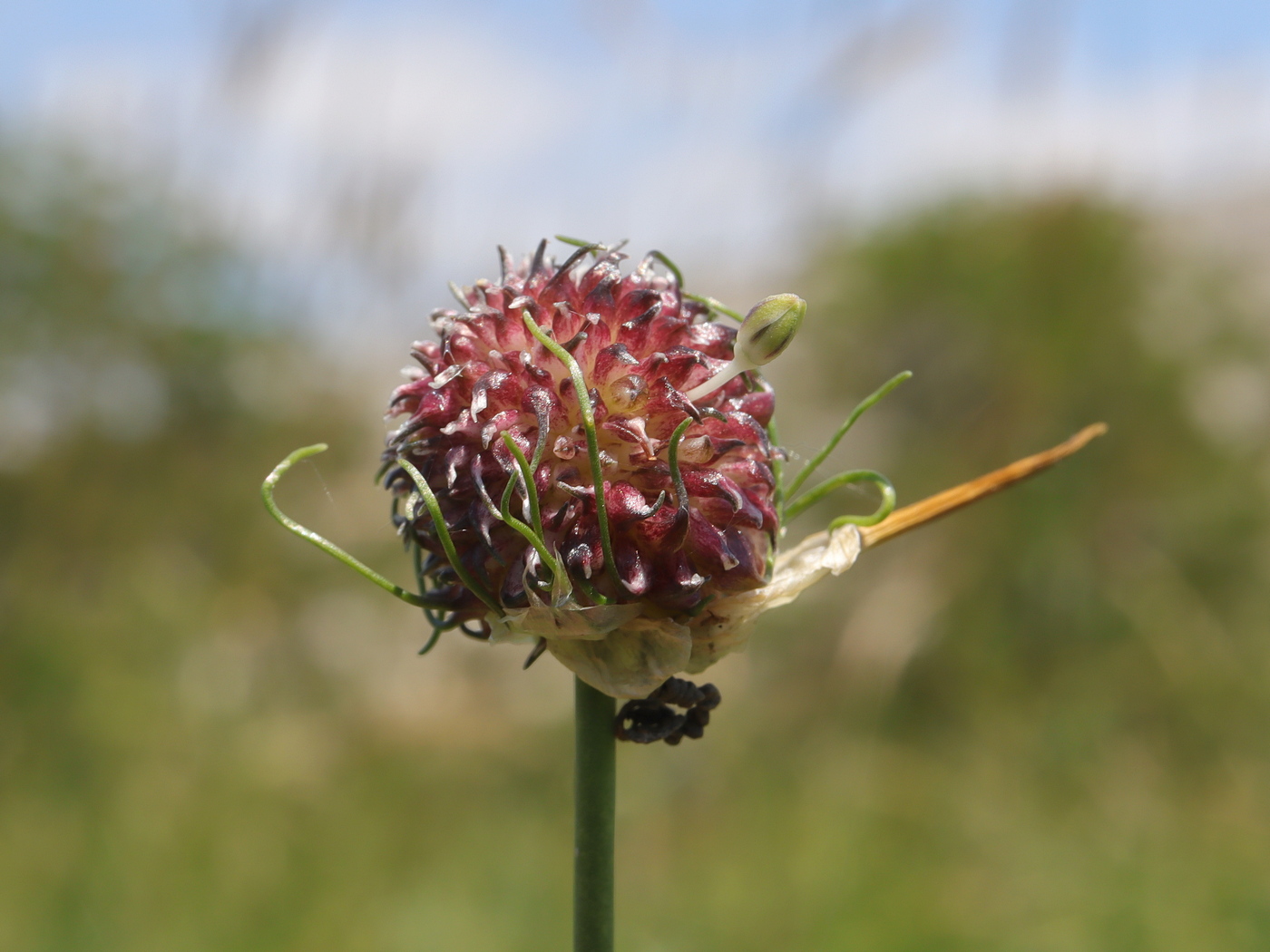 Изображение особи Allium vineale.
