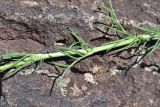 genus Crupina. Часть побега. Грузия, край Самцхе-Джавахети, окраина с. Тмогви, окр. южного берега оз. Цунда, горная степь. 8 июня 2026 г.