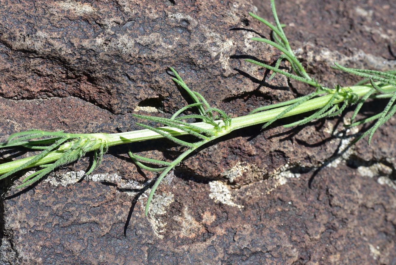Image of genus Crupina specimen.