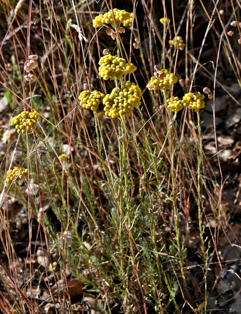 Image of Helichrysum stoechas specimen.