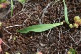 Centranthus longiflorus. Оборванный лист. Грузия, край Самцхе-Джавахети, Ахалцихский муниципалитет, левый борт р. Цинубанисцкали, 1,5 км выше по течению от горячего источника Цинубани, горная степь. 9 июня 2026 г.