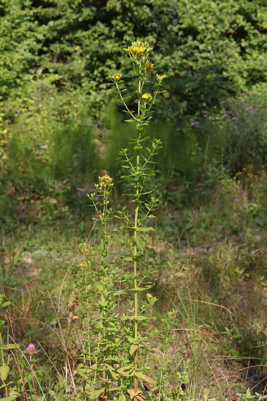 Изображение особи Hypericum tetrapterum.
