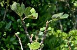 Ficus carica
