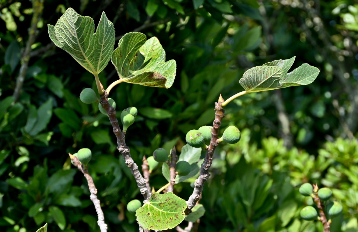 Image of Ficus carica specimen.