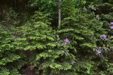 Picea orientalis. Молодые деревья. Турция, ил Артвин, правый борт ущелья р. Копрусу, напротив монастыря Парехи, хвойный лес (Picea orientalis и рододендрон). 25.04.2019.