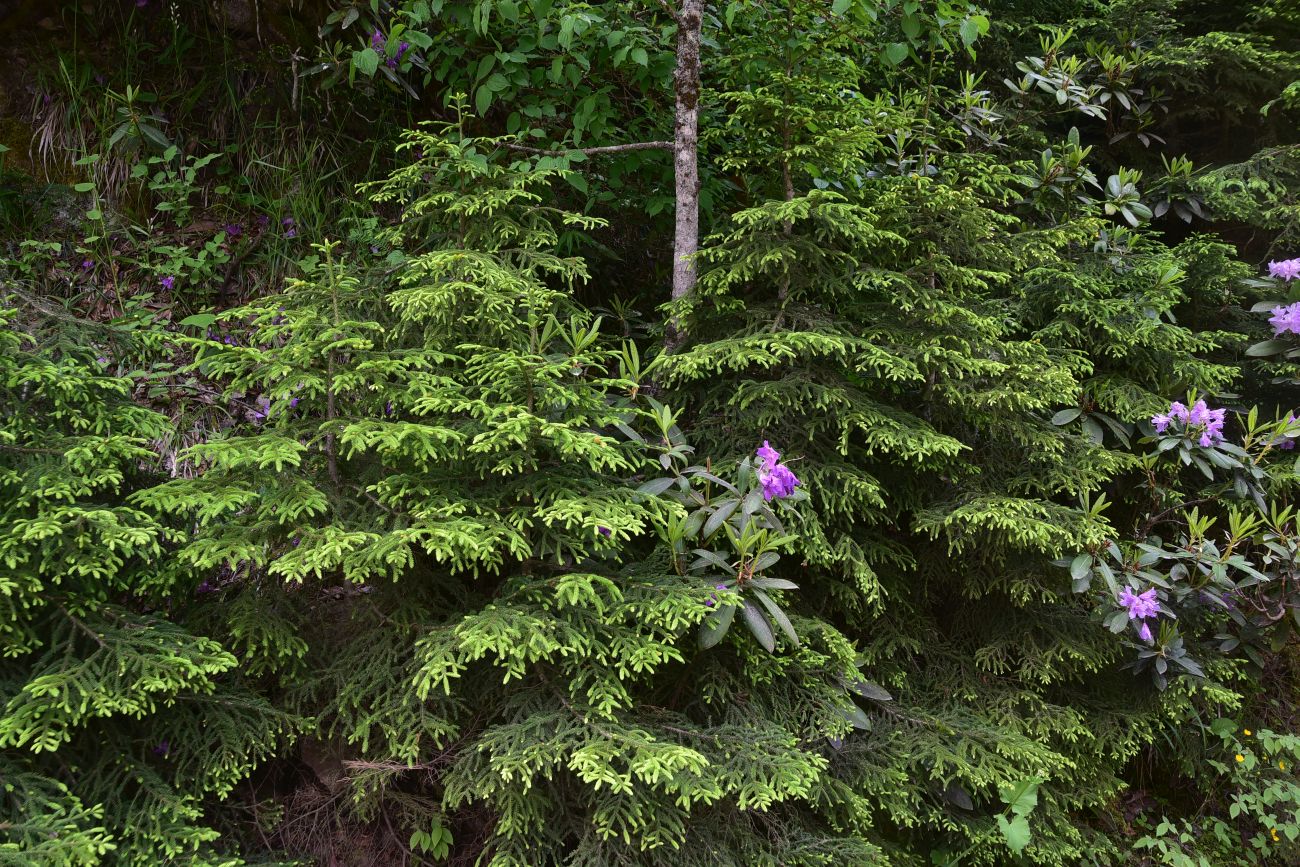 Image of Picea orientalis specimen.