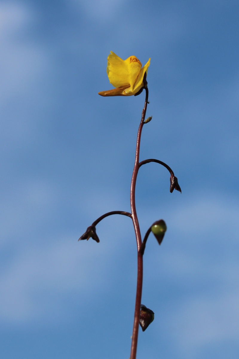 Image of genus Utricularia specimen.