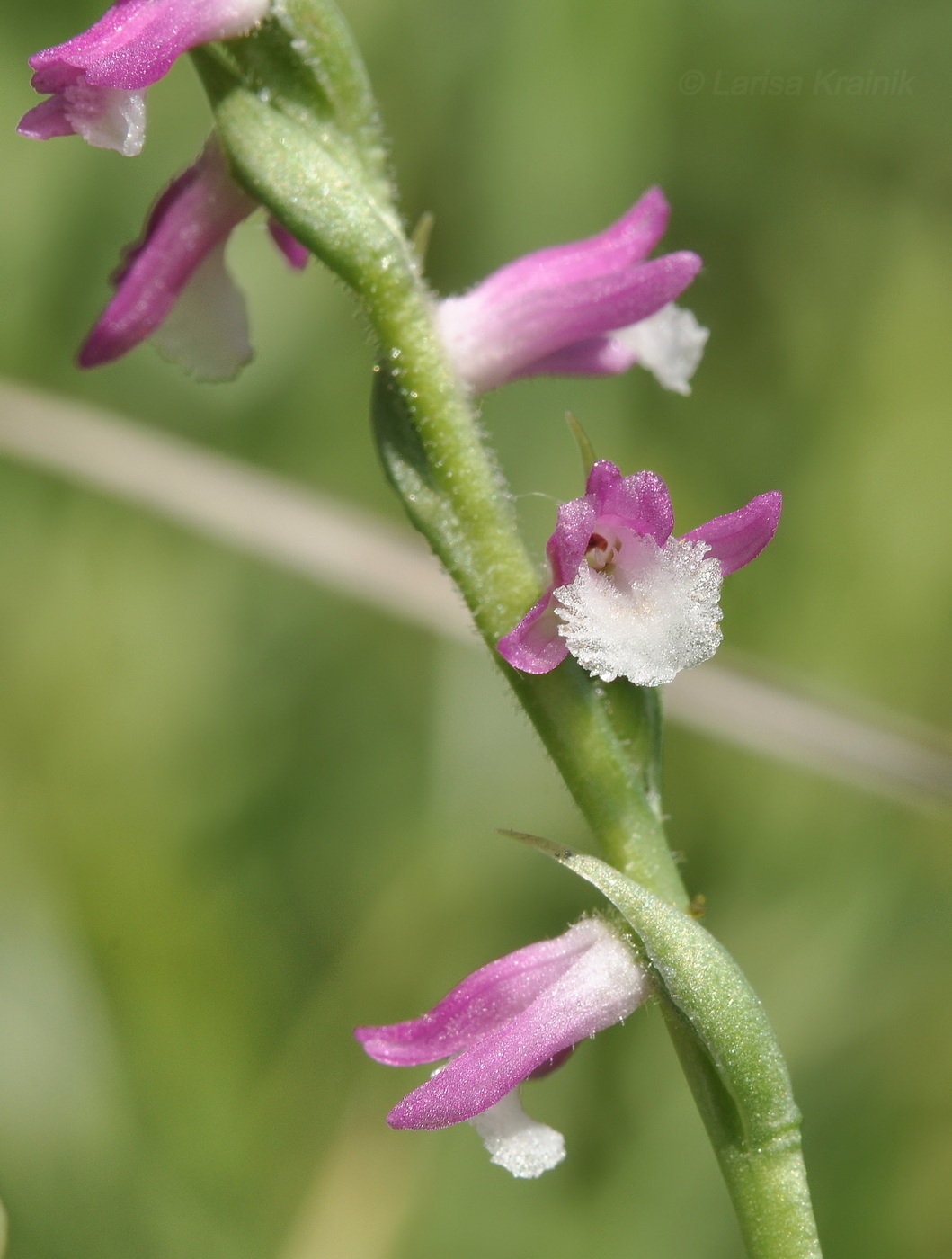Image of Spiranthes australis specimen.