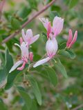 Lonicera nummulariifolia. Верхушка веточки с цветками и бутонами. Таджикистан, Горно-Бадахшанская автономная обл., Дарвазский р-н, Дарвазский хр., перев. Хабуработ, выс. ≈ 2900 м н.у.м., задернованный глинистый склон. 19 июня 2026 г.