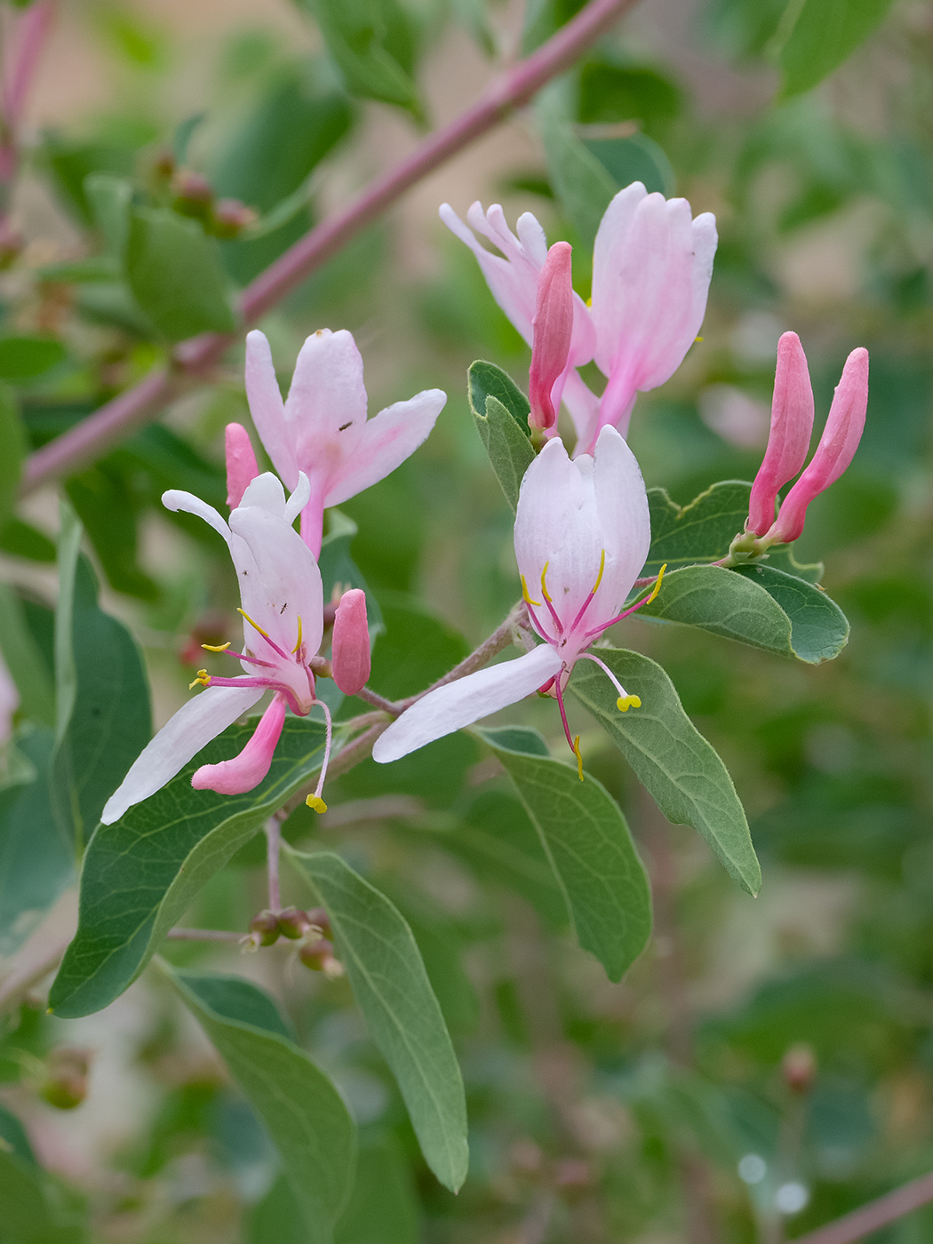 Image of Lonicera nummulariifolia specimen.