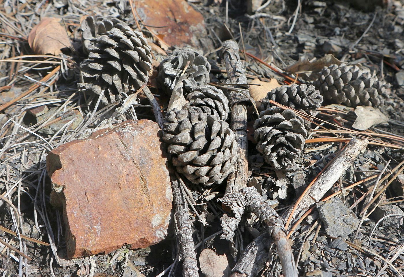 Image of genus Pinus specimen.