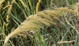 Calamagrostis epigeios. Верхушка побега с соплодием. Узбекистан, Республика Каракалпакстан, Амударьинский р-н, окр. автомобильно-железнодорожного моста через р. Амударья, левый берег реки, глинисто-песчаная почва. 16.08.2026.