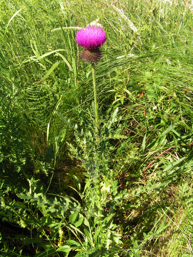 Изображение особи Carduus pseudocollinus.